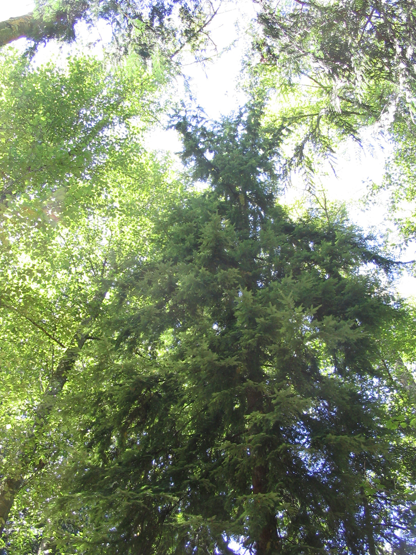 Shades of green.jpg 1131.8K